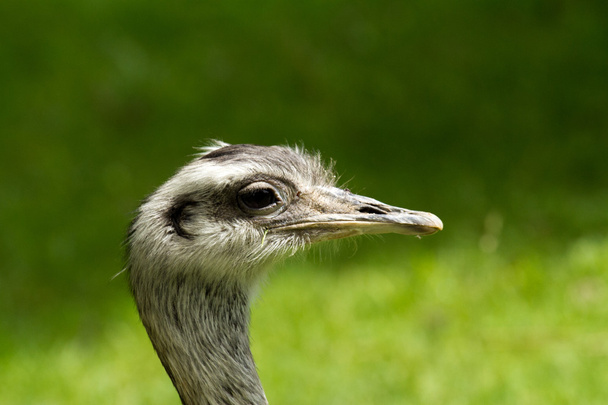 EMU příroda - Fotografie, Obrázek