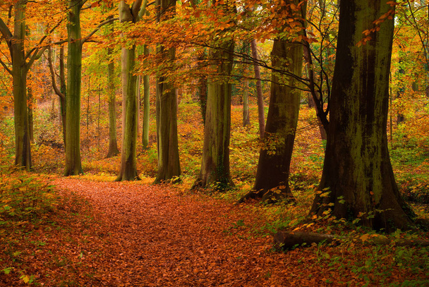 autumn colors in the forest - Photo, image