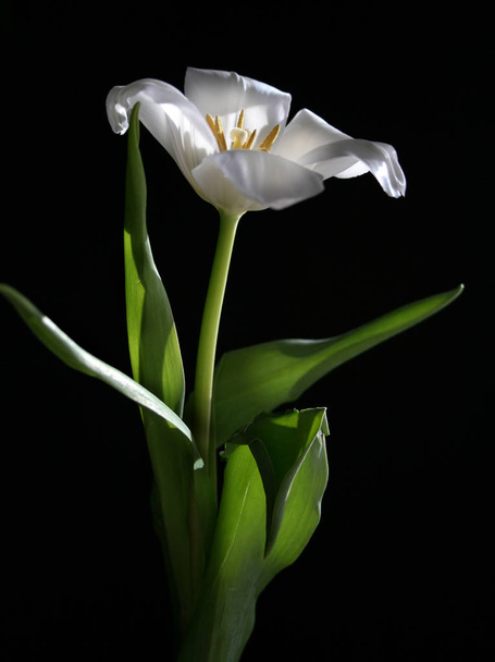 tulip flowers petals, spring flora - Foto, immagini