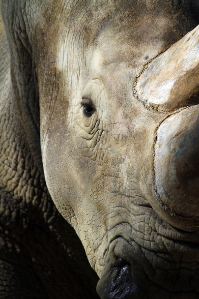 білий носоріг чорний
 - Фото, зображення