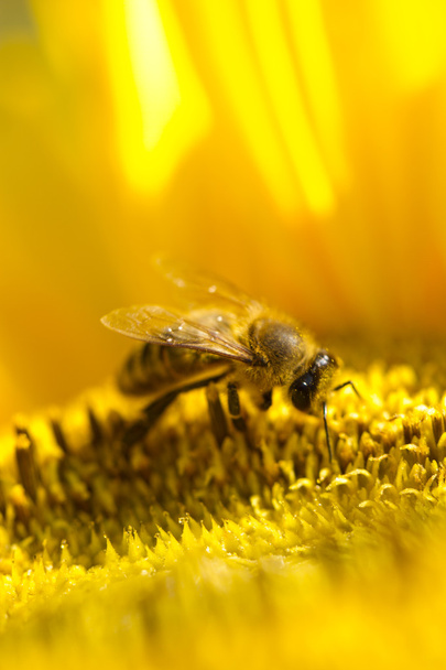 Ηλιέλαιο μέλισσα - Φωτογραφία, εικόνα