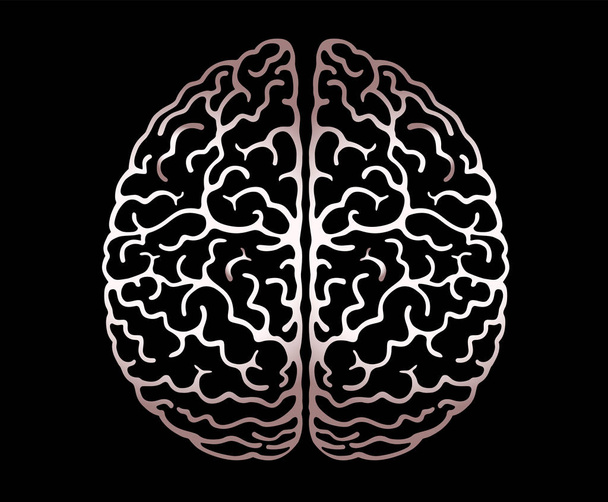 Vector Outline Illustration Of Human Brain On Black Background.Cerebral Hemispheres, Convolutions Of The Mind Brain, Brain's Bends. View From Above, Front View, Realistic Science Anatomy.  - Vector, Image