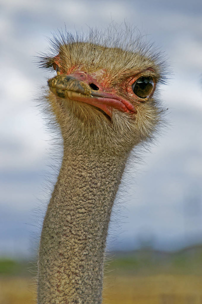 portrait of a male ostrich in the backlight. - Zdjęcie, obraz