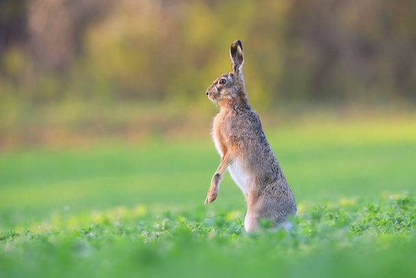 Brauner Hase steht im Frühjahr auf Hinterbeinen senkrecht auf einem Feld - Foto, Bild