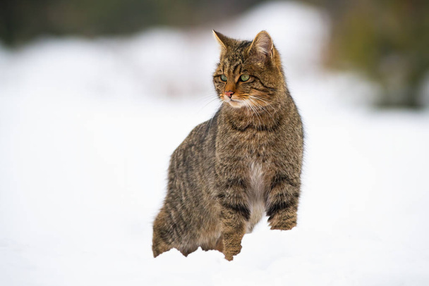Dominantní european wildcat, felis silvestris na sněhu v zimě - Fotografie, Obrázek