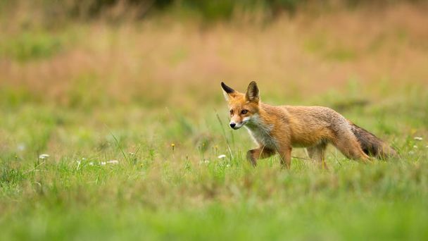 Mladá červená liška kráčí loukou se zelenou trávou v létě. - Fotografie, Obrázek