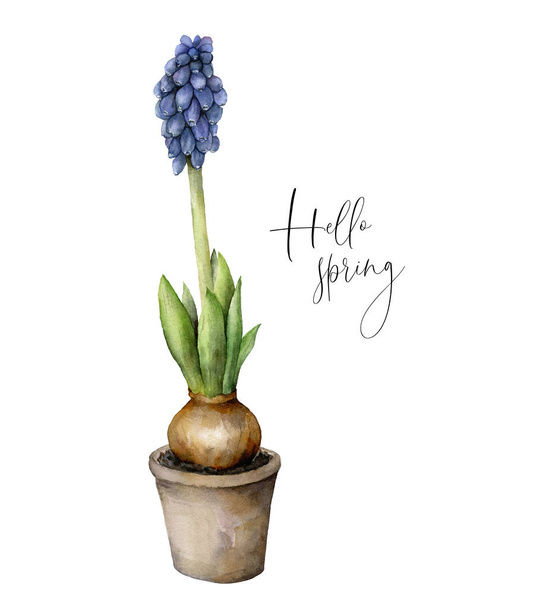 Acuarela Hola tarjeta de primavera con jacinto azul. Maceta de flores pintada a mano con muscari de uva azul con hojas aisladas sobre fondo blanco. Ilustración floral para diseño, impresión
. - Foto, imagen