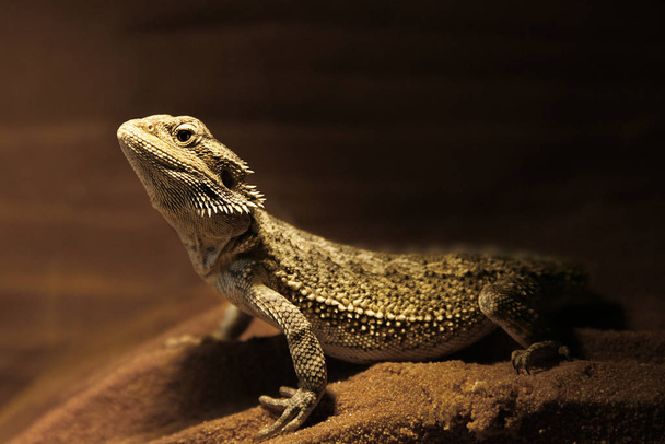 bearded dragon, exotic lizard reptilian - Foto, imagen