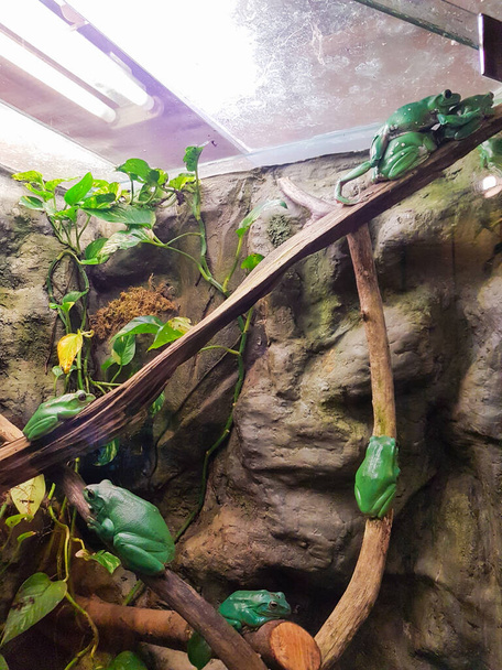 Kolorowe żaby w ogrodzie zoologicznym w Rydze. Różne gatunki z zimną krwią w tropikalnym terrarium w ogrodzie zoologicznym. - Zdjęcie, obraz