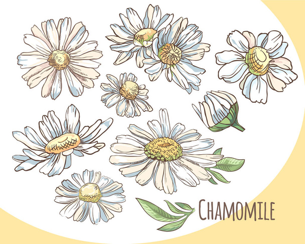 Set of white camomile. Collection of summer flowers. Vector illustration - Vektor, kép