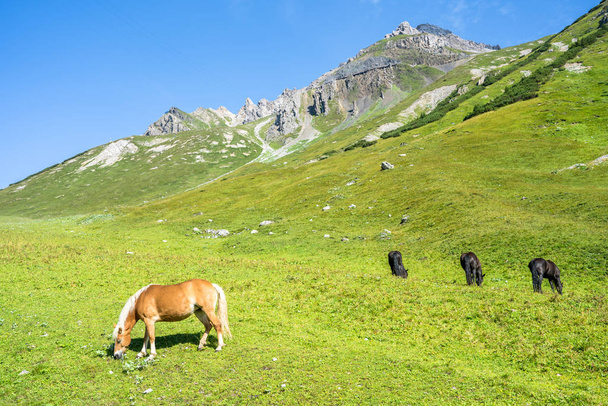 Wild horses on the meadow - Valokuva, kuva