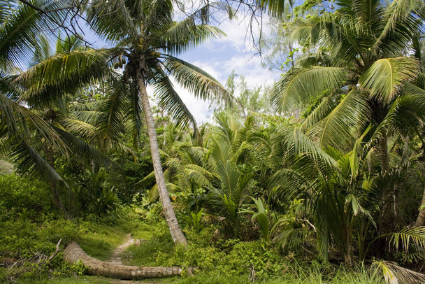 palm trees on the beach - Fotografie, Obrázek