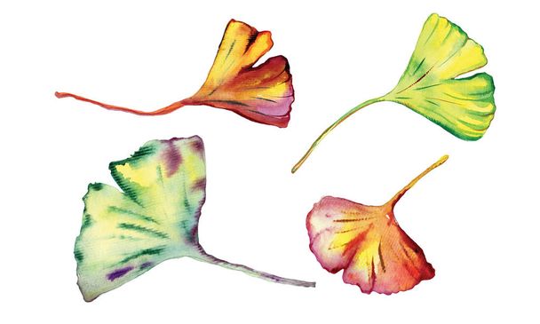 Watercolor set of  beautiful Ginkgo Biloba leaves. - 写真・画像