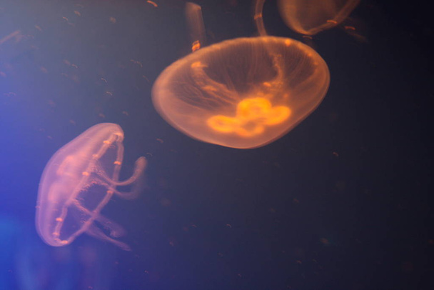 jellyfish sea underwater, sea life - Fotoğraf, Görsel