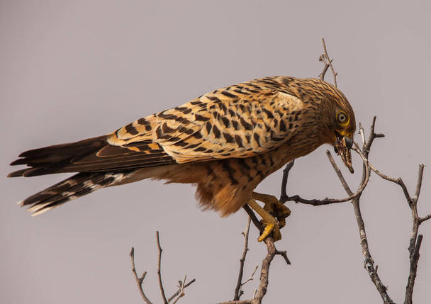 Greater Kestrel (Falco rupicoloides) devouring it's grasshopper prey. Although the may take small lizards and rodents, these Kestrels mainly prey on insects. - Photo, Image