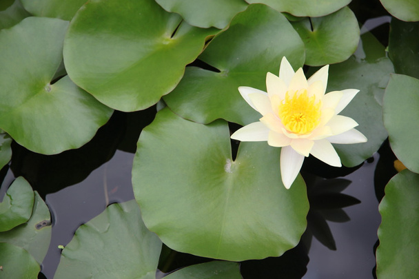 Yellowish white Lotus in the pool. - Фото, изображение