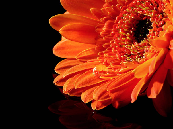 gerbera flower petals, flora - Фото, изображение