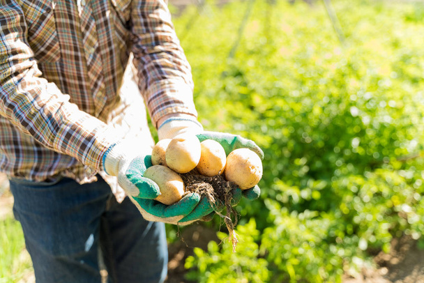 Middensectie van de landbouwer die biologische aardappelen houdt terwijl hij op de boerderij staat tijdens de zonnige dag - Foto, afbeelding
