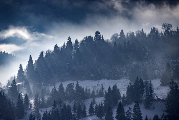 Winter forest in dramatic sunrise with fog in the Carpathians, R - Фото, изображение