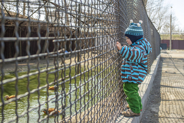 El niño alimenta al animal, que se encuentra en una jaula en el zoológico. Gente y niños paseando y observando en los callejones del parque zoológico. - Foto, Imagen