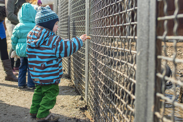 Il bambino si nutre di nutrire l'animale, che si trova in una gabbia nello zoo. Persone e bambini passeggiano e guardano nei vicoli del parco zoologico - Foto, immagini