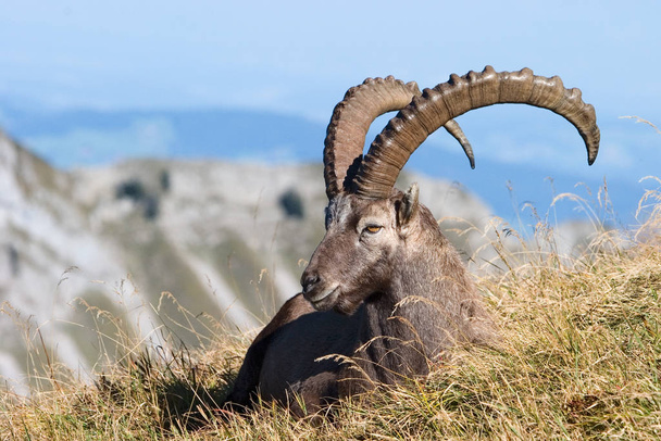 ibex animal in nature, fauna  - 写真・画像