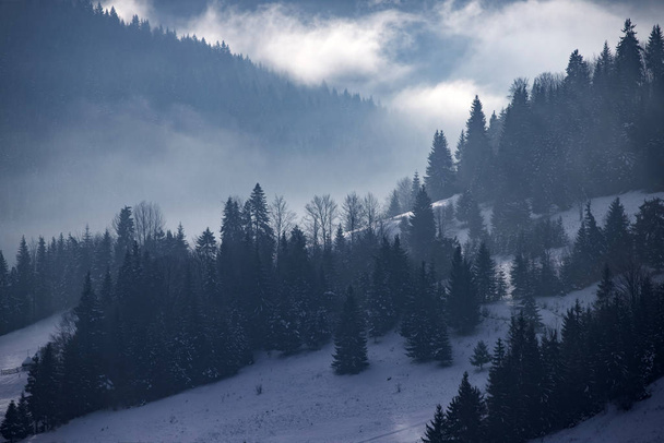 Winter forest in dramatic sunrise with fog in the Carpathians, R - Foto, Imagen