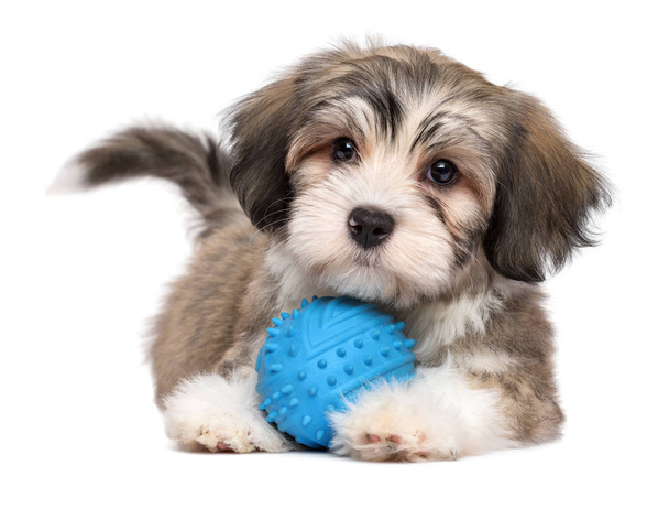 Carino mentire cucciolo di avanese con una palla giocattolo blu
 - Foto, immagini