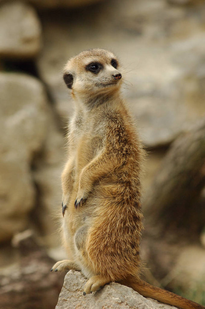 cute meerkat suricate suricatta - Photo, image