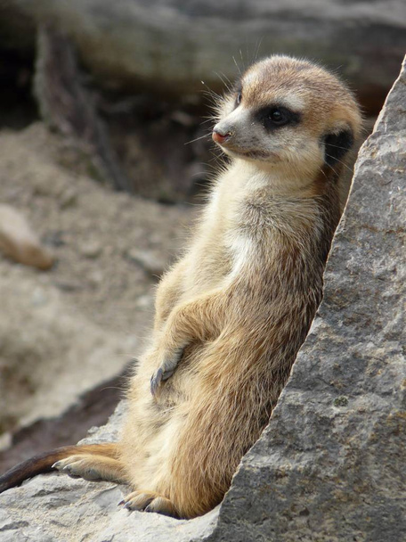 meerkat animal creature suricatta - Φωτογραφία, εικόνα
