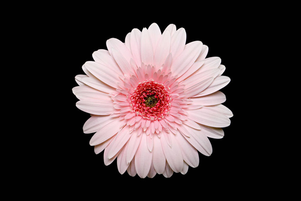 flor de verano gerbera, pétalos florales - Foto, imagen