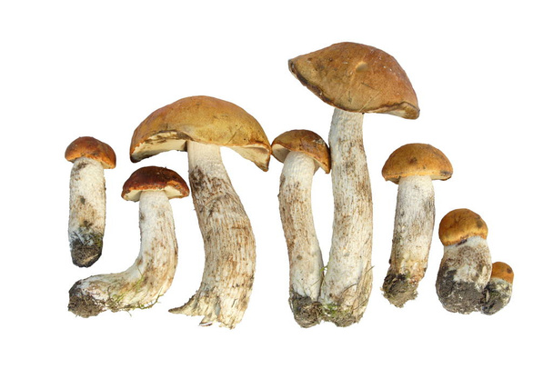 mushroom of shaggy boletus - Φωτογραφία, εικόνα