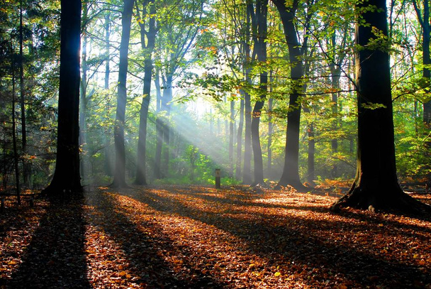 sunbeams pour into an autumn forest - Foto, afbeelding