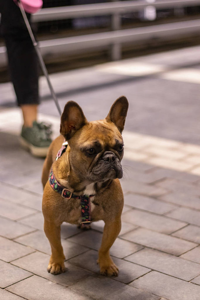 Brown Bulldog francese guardare ritratto
 - Foto, immagini