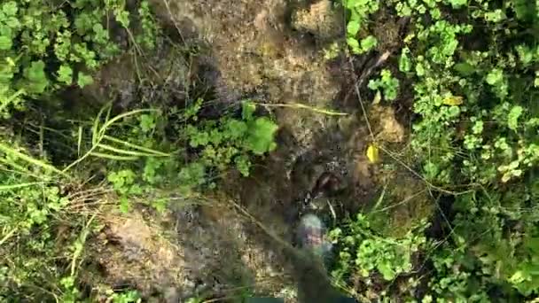 A woman tourist hiker in rubber boots walking along the streem brook and then collecting clear water from natural mountain spring, pouring from green grass and moss in hands - Video, Çekim