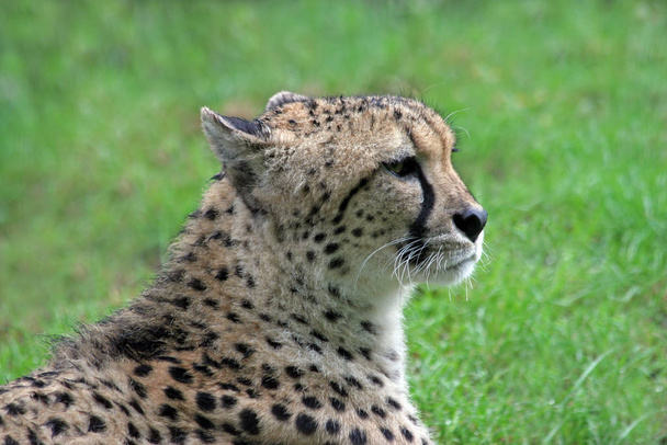 African spotted cheetah, predator big cat - Foto, Bild