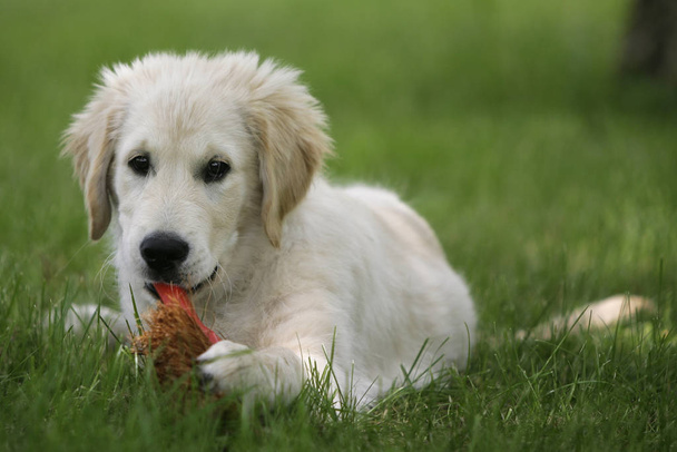 Portrait of a cute dog   - Foto, Bild