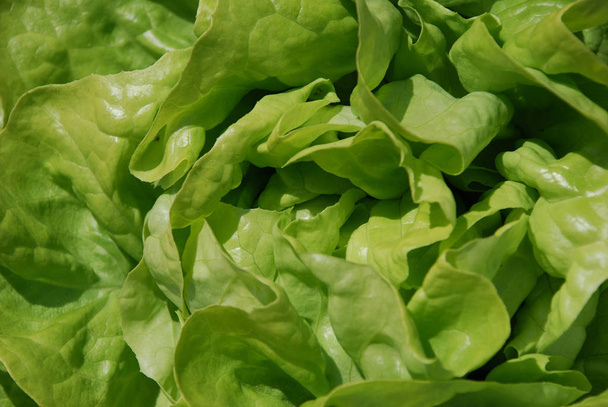 fresh green salad head - Valokuva, kuva