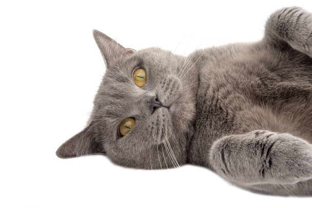 Bastante esponjoso azul gris británico gato aislado en el blanco
 - Foto, imagen