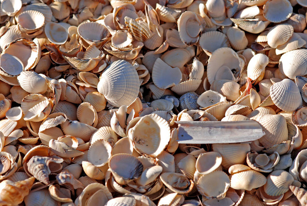 sea shells, mussels shells - Foto, immagini