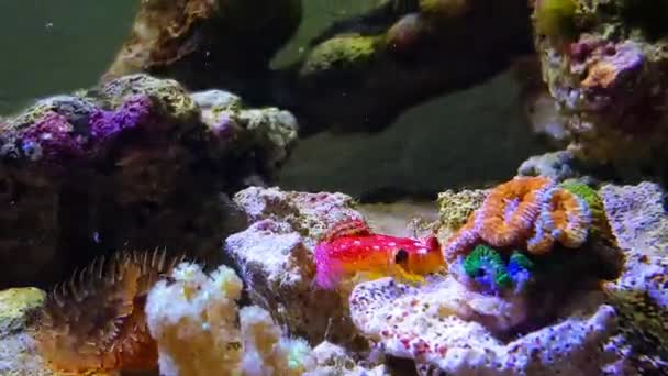 4k Βίντεο από Ruby red dragonet ψάρια στο ενυδρείο - Πλάνα, βίντεο