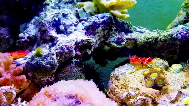 4k Videó Ruby vörös sárkányhal akváriumban - Felvétel, videó