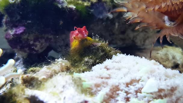4k Video of Ruby red dragonet fish in aquarium - Footage, Video