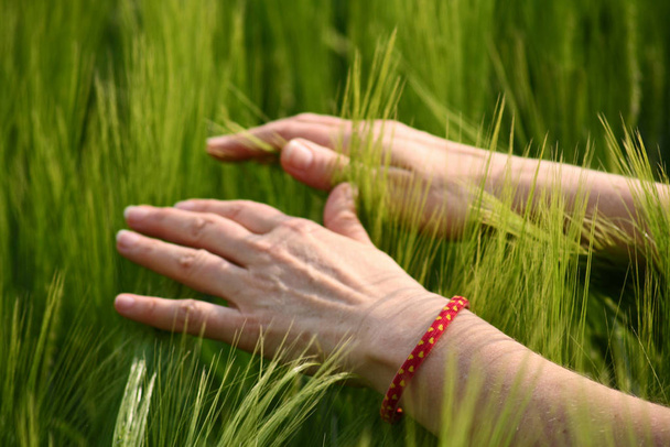 hand holding wheat in the field - Foto, Imagen