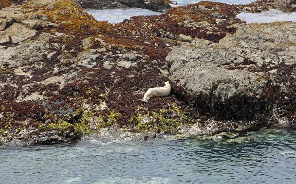 Seal on the rock - Glass beach - Mendocino County, California - Photo, Image
