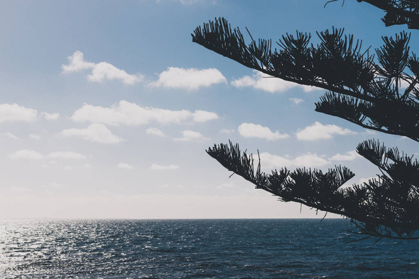 Norfolk Island pine trees shot in Western Australia in summer - 写真・画像