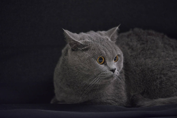 Primer plano de un lindo gato inglés de taquigrafía
 - Foto, Imagen