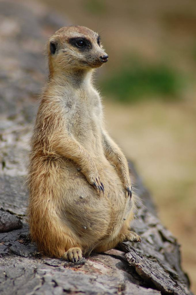 wildlife of meerkat, Suricata suricatta - 写真・画像
