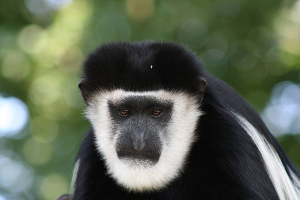monkey primate animal, wildlife - Foto, Imagen