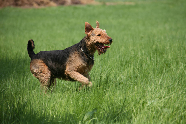 Airedale terrier, brown curly dog - Photo, Image